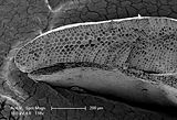 5 - Sezione longitudinale radiale del margine